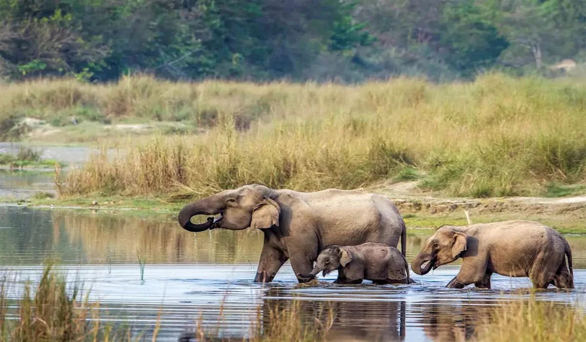 elephant in chitwan tour