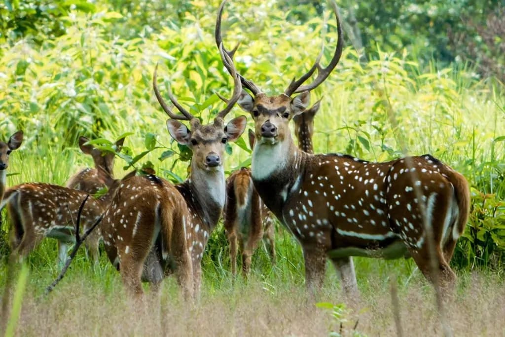 deer in chitwan national park