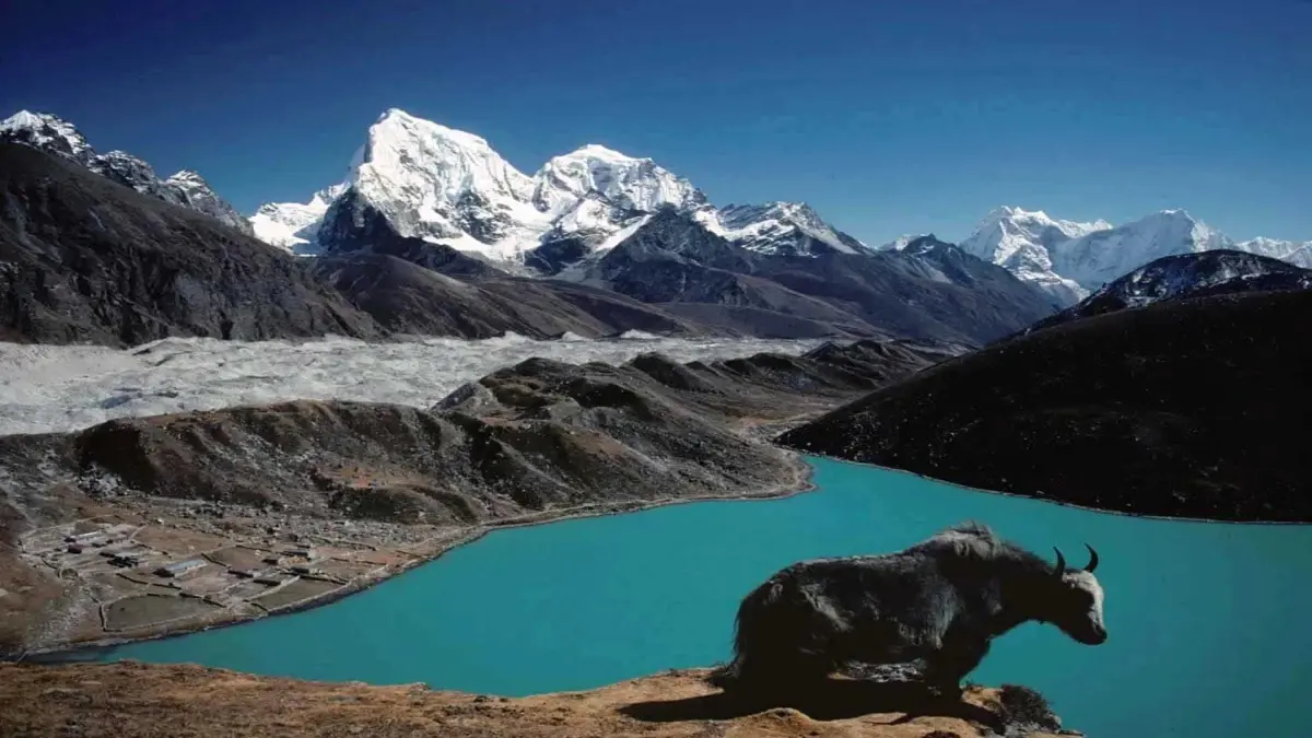 gokyo lake trek yak