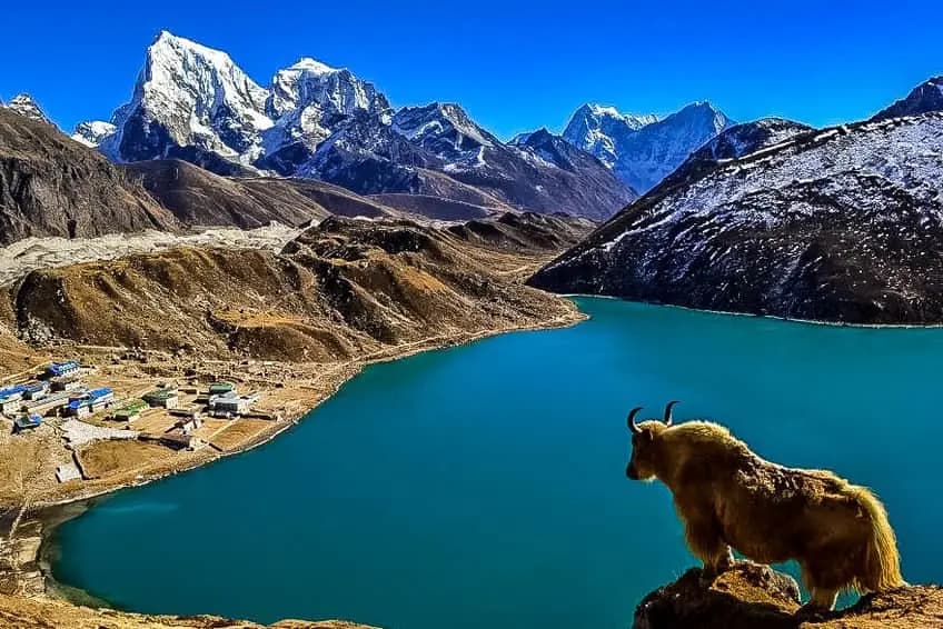 yak seen in the three pass trek