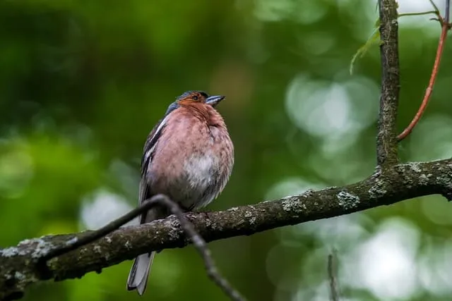 bird seen during Phulchoki Hill Day Hike