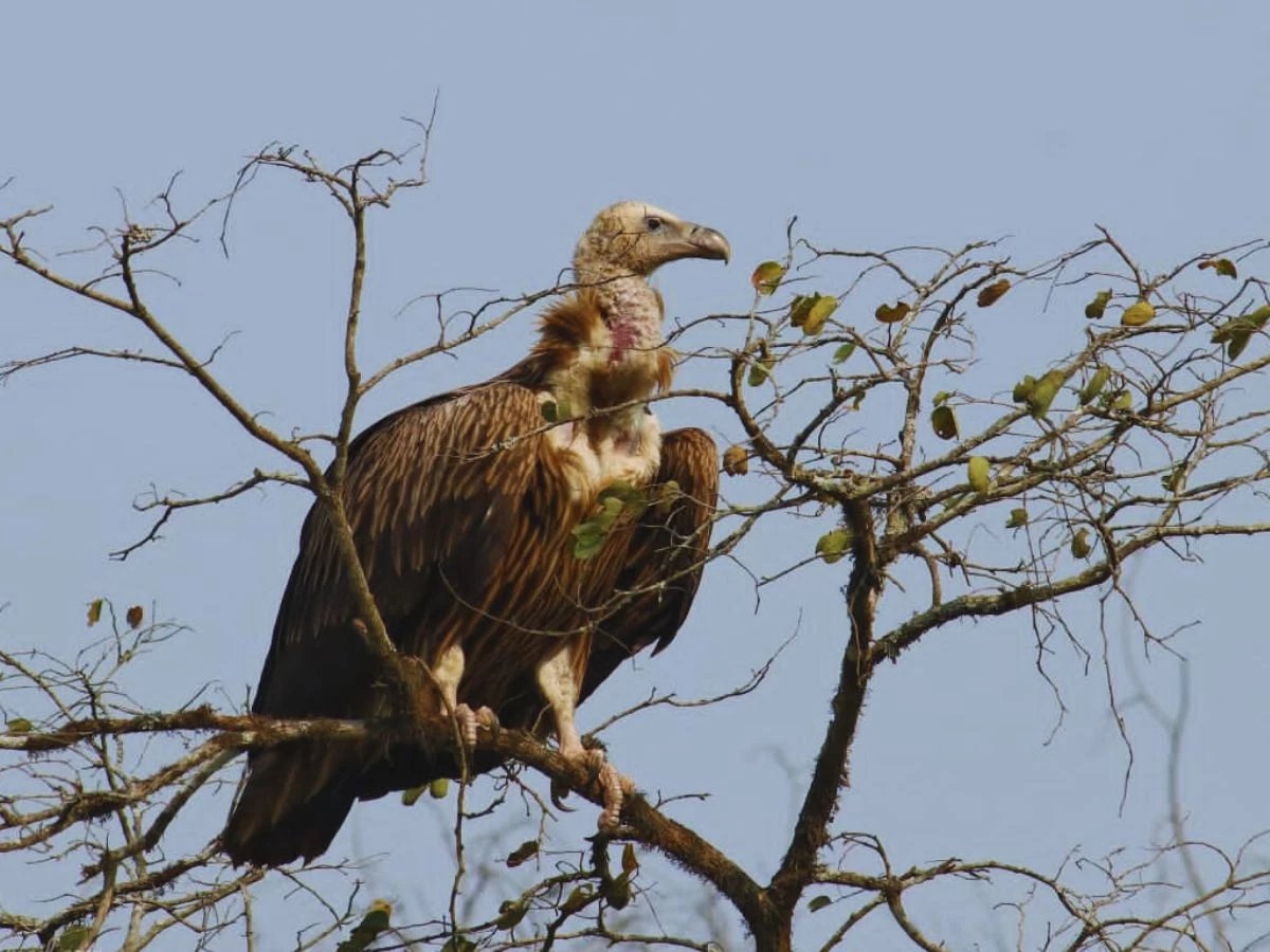 bird seen in chitwan