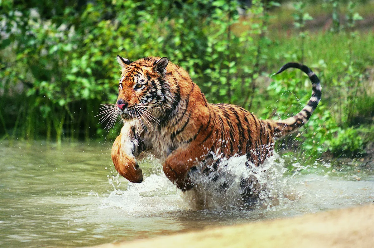 tiger seen during chitwan jungle safari